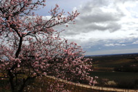 Mandelblüte Mandelbaum Mandelblütenfest Ziermandel, Kreuzung aus Bittermandel und Pfirsich. Perle der Weinstrasse in Neustadt Ortsteil Gimmeldingen