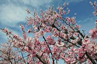 Mandelblüte Mandelbaum Mandelblütenfest Ziermandel, Kreuzung aus Bittermandel und Pfirsich. Perle der Weinstrasse in Neustadt Ortsteil Gimmeldingen