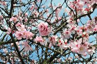 Mandelblüte Mandelbaum Mandelblütenfest Ziermandel, Kreuzung aus Bittermandel und Pfirsich. Perle der Weinstrasse in Neustadt Ortsteil Gimmeldingen