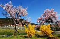 Mandelblüte Mandelbaum Mandelblütenfest Ziermandel, Kreuzung aus Bittermandel und Pfirsich. Perle der Weinstrasse in Neustadt Ortsteil Gimmeldingen