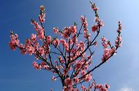 Mandelblüte Mandelbaum Mandelblütenfest Ziermandel, Kreuzung aus Bittermandel und Pfirsich. Perle der Weinstrasse in Neustadt Ortsteil Gimmeldingen