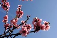 Mandelblüte Mandelbaum Mandelblütenfest Ziermandel, Kreuzung aus Bittermandel und Pfirsich. Perle der Weinstrasse in Neustadt Ortsteil Gimmeldingen