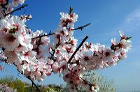 Mandelblüte Mandelbaum Mandelblütenfest Ziermandel, Kreuzung aus Bittermandel und Pfirsich. Perle der Weinstrasse in Neustadt Ortsteil Gimmeldingen