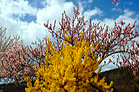 Mandelblüte Mandelbaum Mandelblütenfest Ziermandel, Kreuzung aus Bittermandel und Pfirsich. Perle der Weinstrasse in Neustadt Ortsteil Gimmeldingen