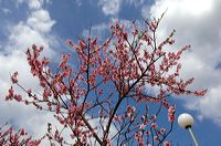 Mandelblüte Mandelbaum Mandelblütenfest Ziermandel, Kreuzung aus Bittermandel und Pfirsich. Perle der Weinstrasse in Neustadt Ortsteil Gimmeldingen