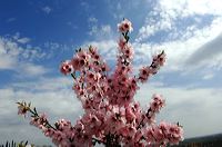 Mandelblüte Mandelbaum Mandelblütenfest Ziermandel, Kreuzung aus Bittermandel und Pfirsich. Perle der Weinstrasse in Neustadt Ortsteil Gimmeldingen