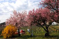 Mandelblüte Mandelbaum Mandelblütenfest Ziermandel, Kreuzung aus Bittermandel und Pfirsich. Perle der Weinstrasse in Neustadt Ortsteil Gimmeldingen