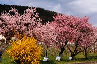 Mandelblüte Mandelbaum Mandelblütenfest Ziermandel, Kreuzung aus Bittermandel und Pfirsich. Perle der Weinstrasse in Neustadt Ortsteil Gimmeldingen