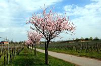 Mandelblüte Mandelbaum Mandelblütenfest Ziermandel, Kreuzung aus Bittermandel und Pfirsich. Perle der Weinstrasse in Neustadt Ortsteil Gimmeldingen