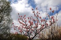 Mandelblüte Mandelbaum Mandelblütenfest Ziermandel, Kreuzung aus Bittermandel und Pfirsich. Perle der Weinstrasse in Neustadt Ortsteil Gimmeldingen