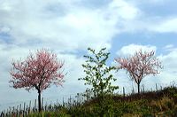 Mandelblüte Mandelbaum Mandelblütenfest Ziermandel, Kreuzung aus Bittermandel und Pfirsich. Perle der Weinstrasse in Neustadt Ortsteil Gimmeldingen