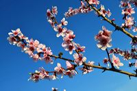 Mandelblüte Mandelbaum Mandelblütenfest Ziermandel, Kreuzung aus Bittermandel und Pfirsich. Perle der Weinstrasse in Neustadt Ortsteil Gimmeldingen