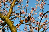 Mandelblüte Mandelbaum Mandelblütenfest Ziermandel, Kreuzung aus Bittermandel und Pfirsich. Perle der Weinstrasse in Neustadt Ortsteil Gimmeldingen