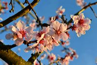 Mandelblüte Mandelbaum Mandelblütenfest Ziermandel, Kreuzung aus Bittermandel und Pfirsich. Perle der Weinstrasse in Neustadt Ortsteil Gimmeldingen