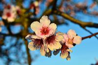 Mandelblüte Mandelbaum Mandelblütenfest Ziermandel, Kreuzung aus Bittermandel und Pfirsich. Perle der Weinstrasse in Neustadt Ortsteil Gimmeldingen