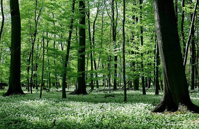 Mönchbruch Naturschutzgebiet