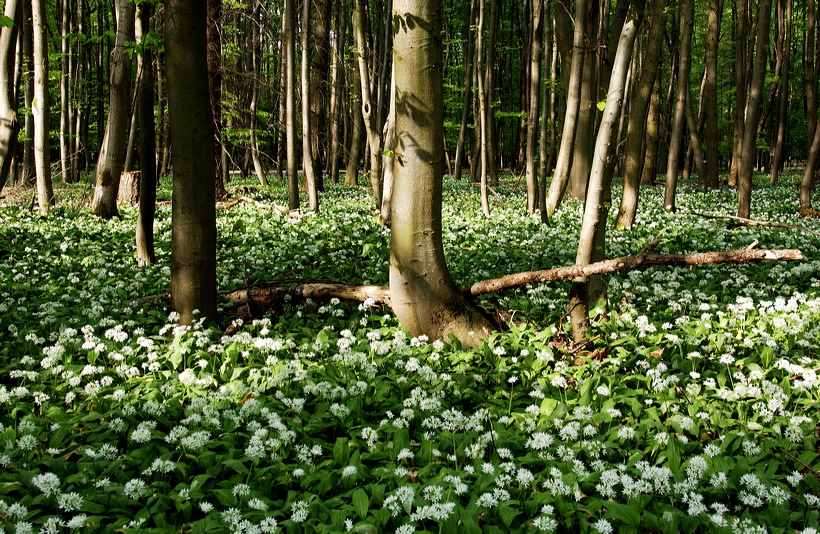 Mönchbruch Naturschutzgebiet