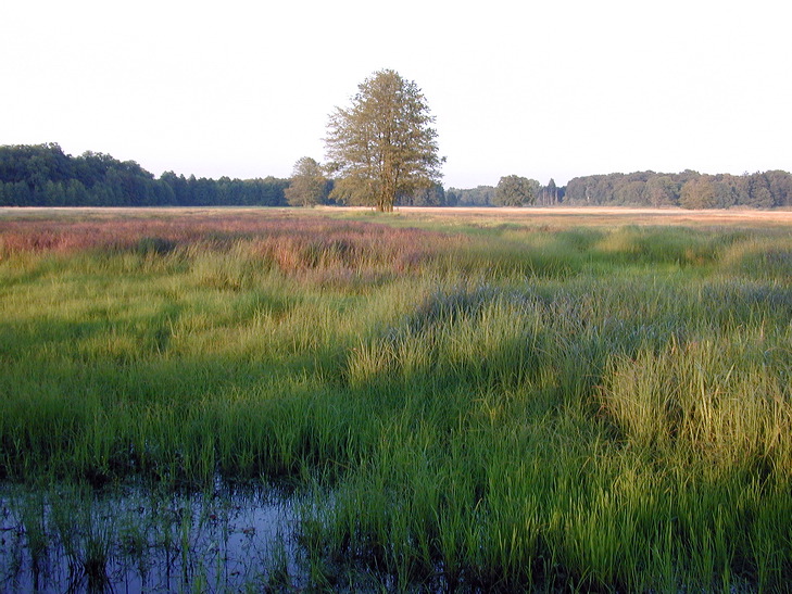 Mönchbruch Naturschutzgebiet