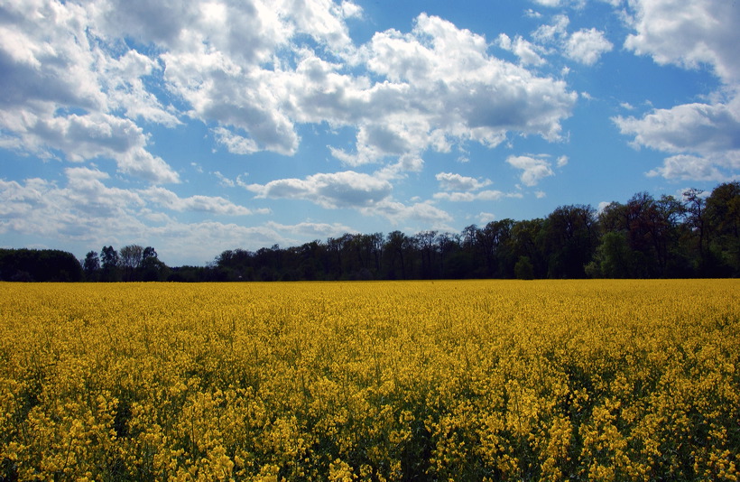 Mönchbruch Naturschutzgebiet