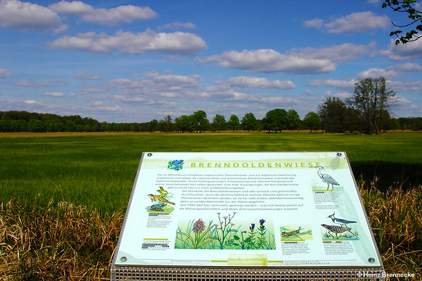 Mönchbruch Naturschutzgebiet