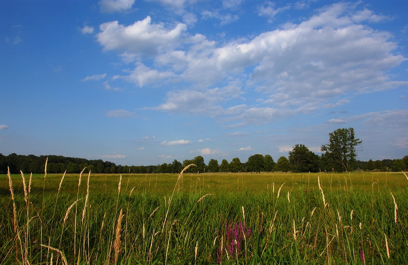 Mönchbruch Naturschutzgebiet