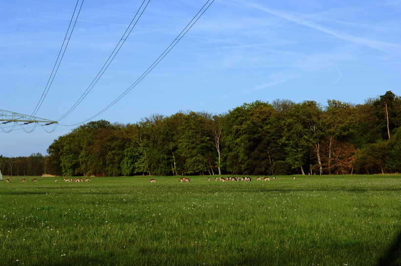 Mönchbruch Naturschutzgebiet