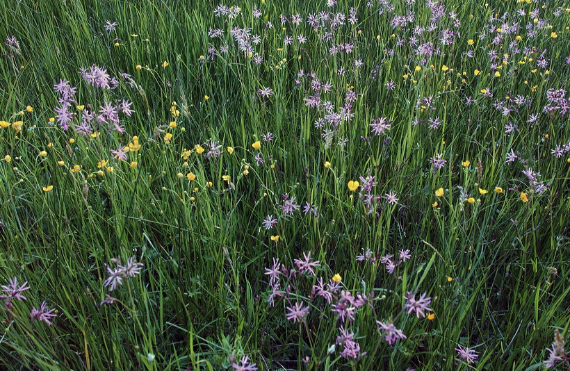 Mönchbruch Naturschutzgebiet