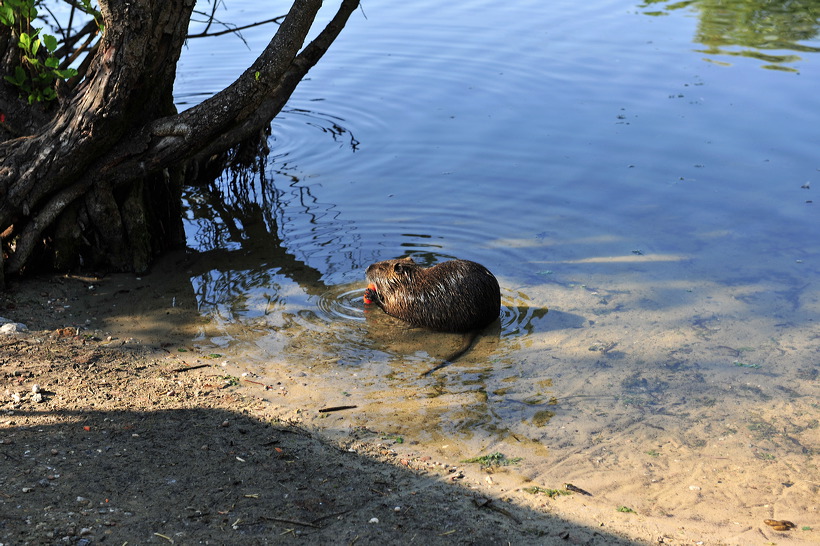 Mönchbruch Naturschutzgebiet