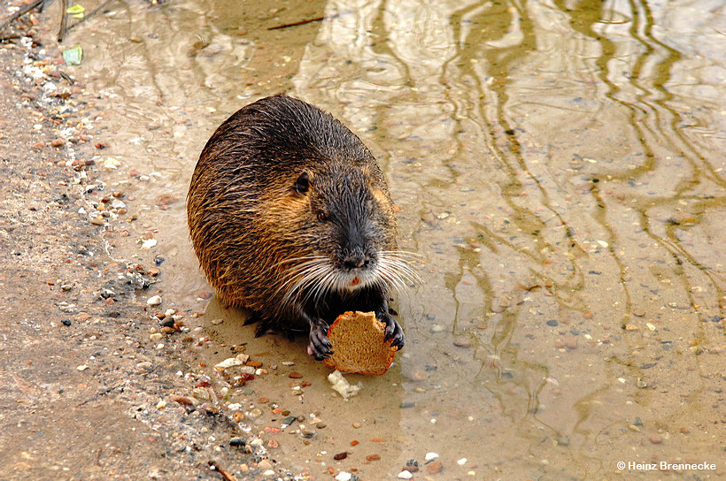 Mönchbruch Naturschutzgebiet