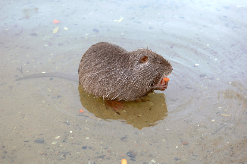 Mönchbruch Naturschutzgebiet