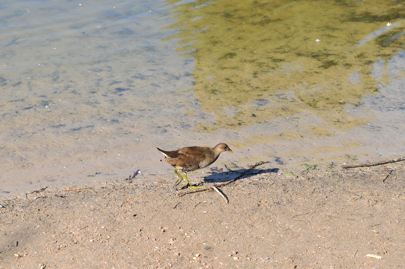 Mönchbruch Naturschutzgebiet