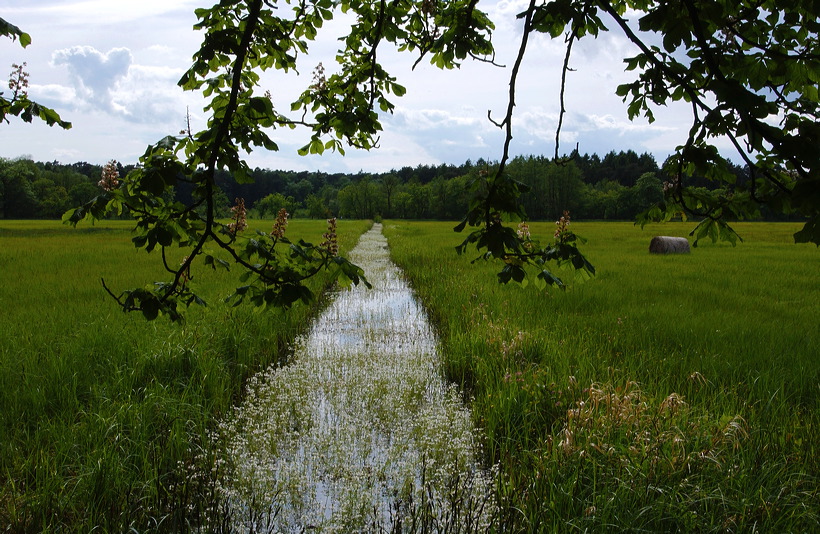 Mönchbruch Naturschutzgebiet