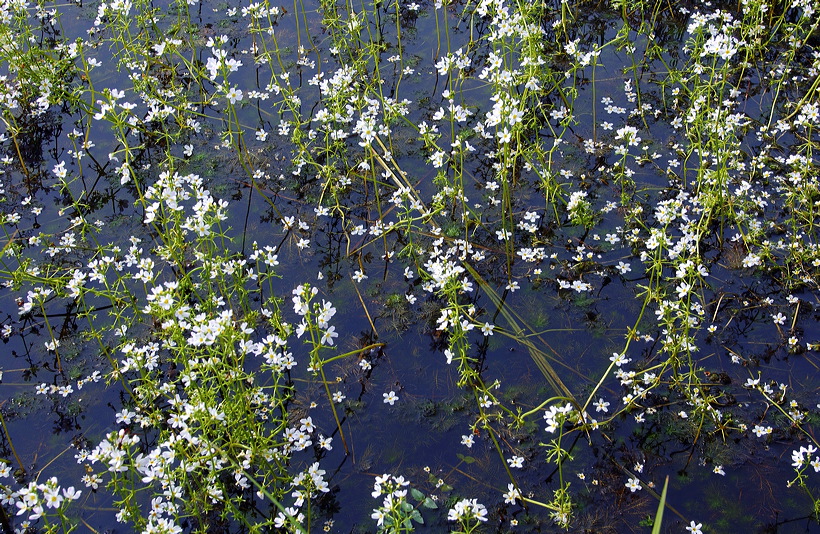 Mönchbruch Naturschutzgebiet