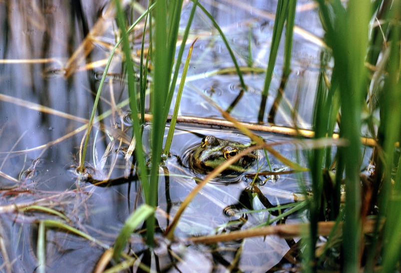 Mönchbruch Naturschutzgebiet