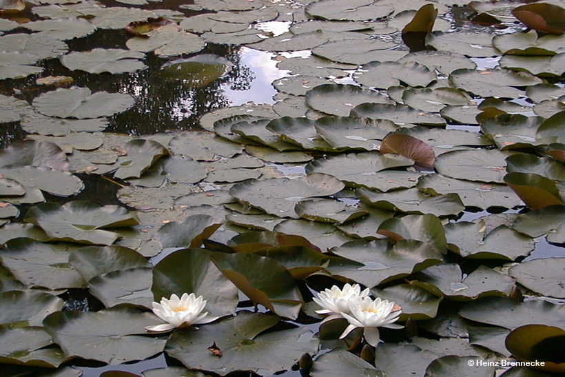 Mönchbruch Naturschutzgebiet