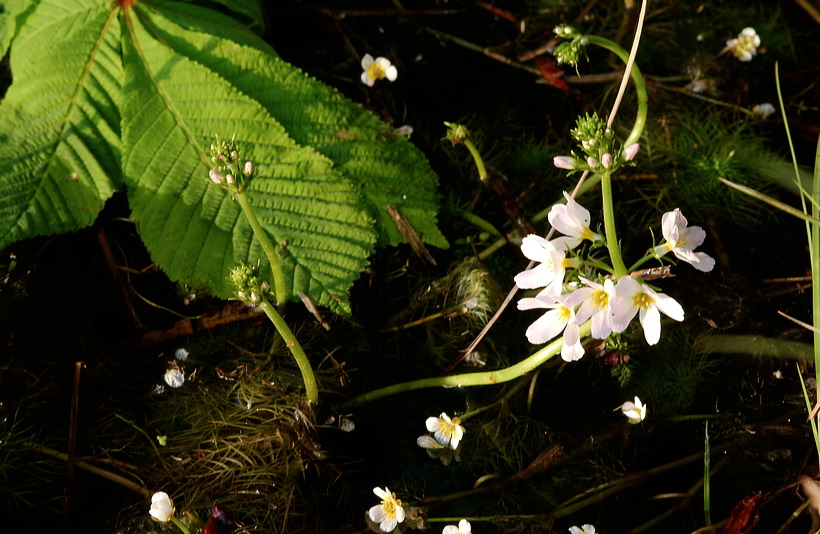 Mönchbruch Naturschutzgebiet