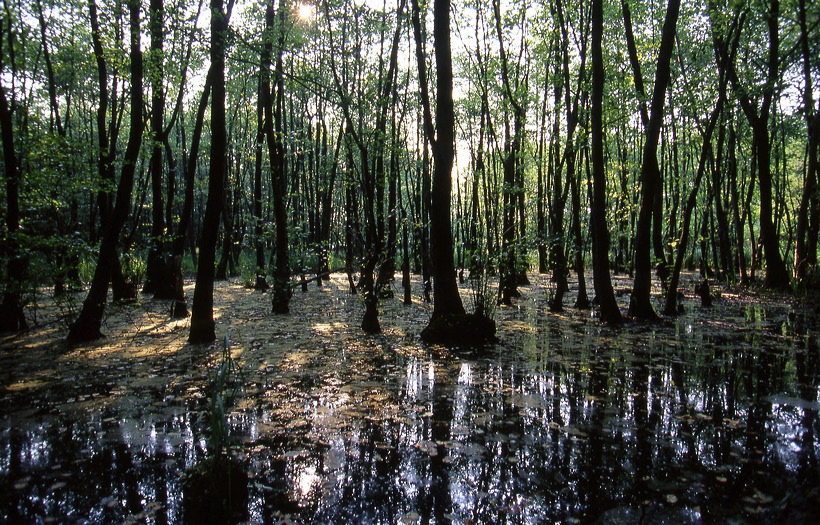 Mönchbruch Naturschutzgebiet