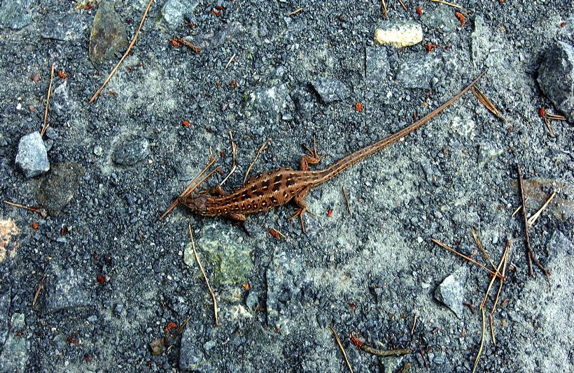 Mönchbruch Naturschutzgebiet