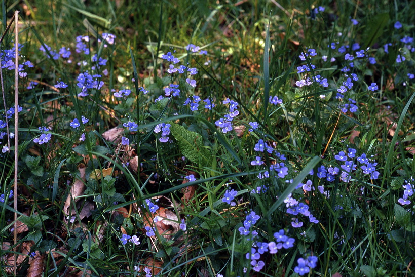 Mönchbruch Naturschutzgebiet