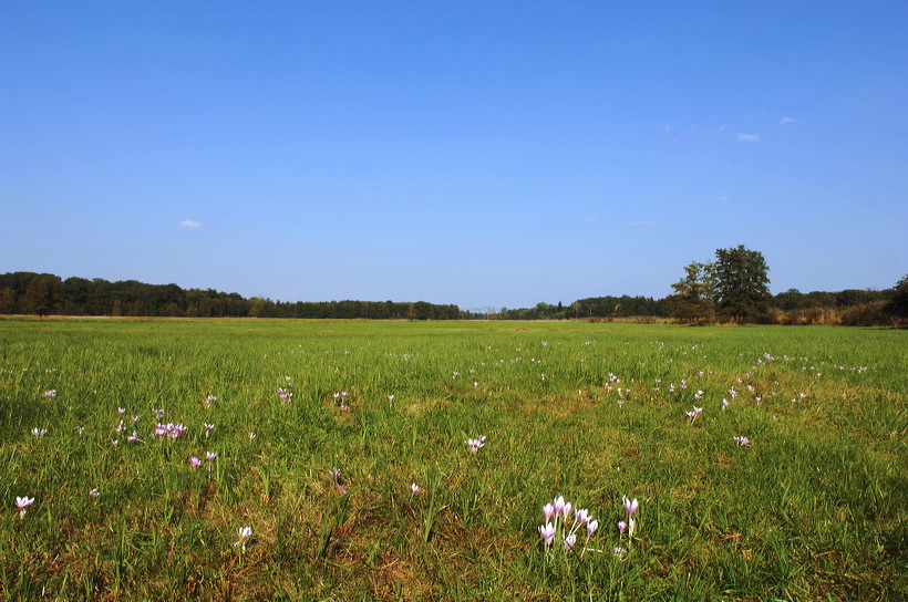 Mönchbruch Naturschutzgebiet