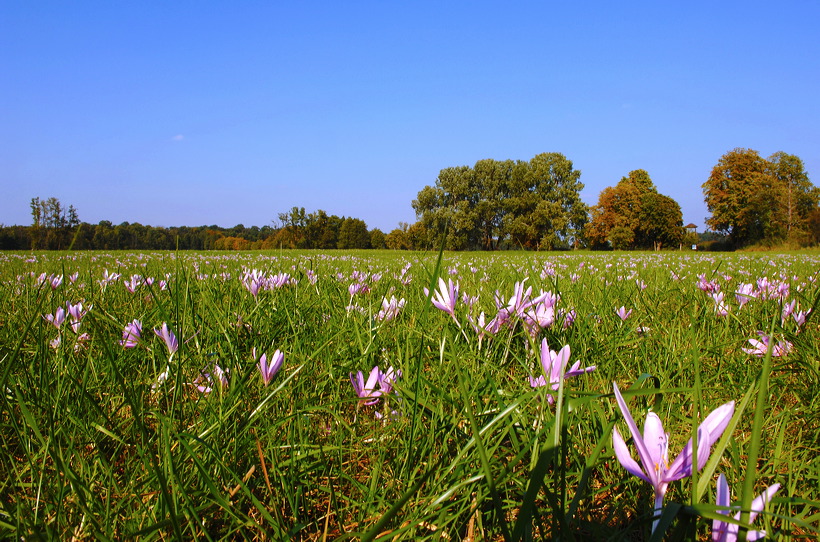 Mönchbruch Naturschutzgebiet