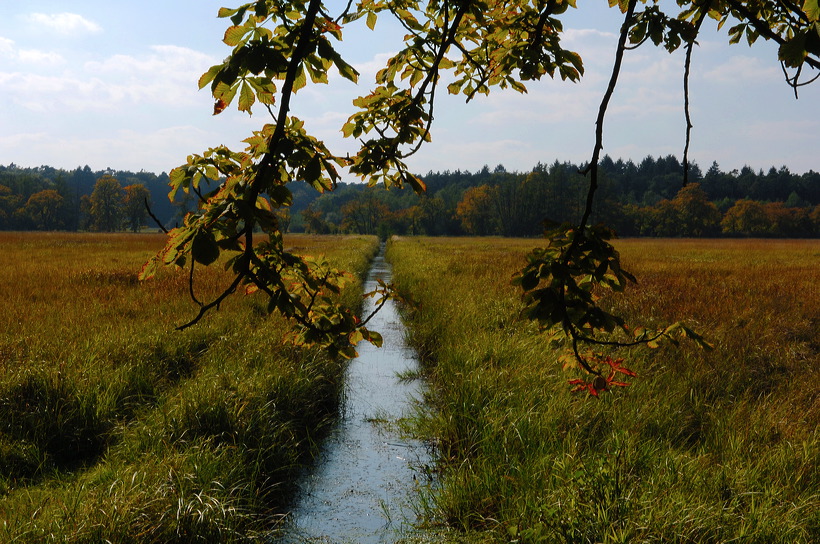 Mönchbruch Naturschutzgebiet