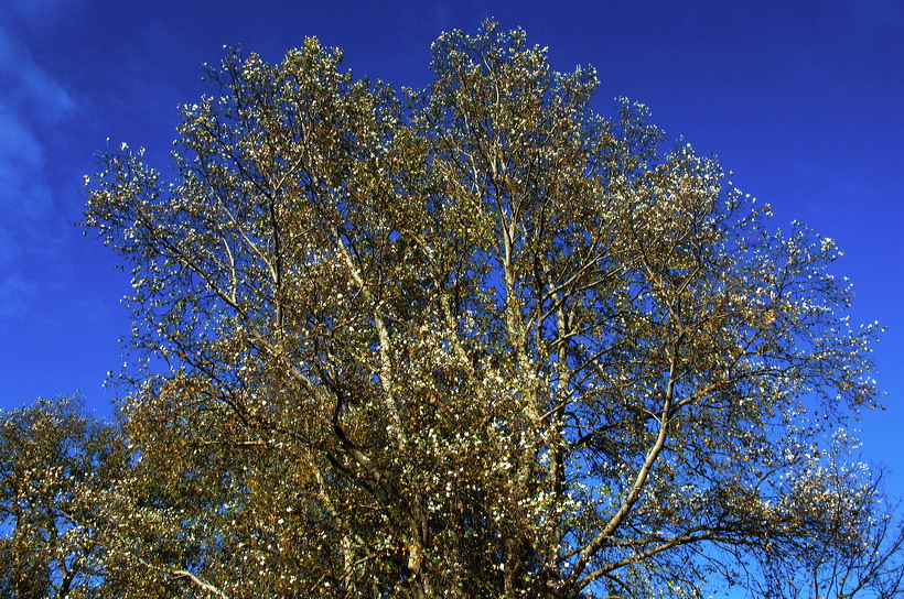 Mönchbruch Naturschutzgebiet