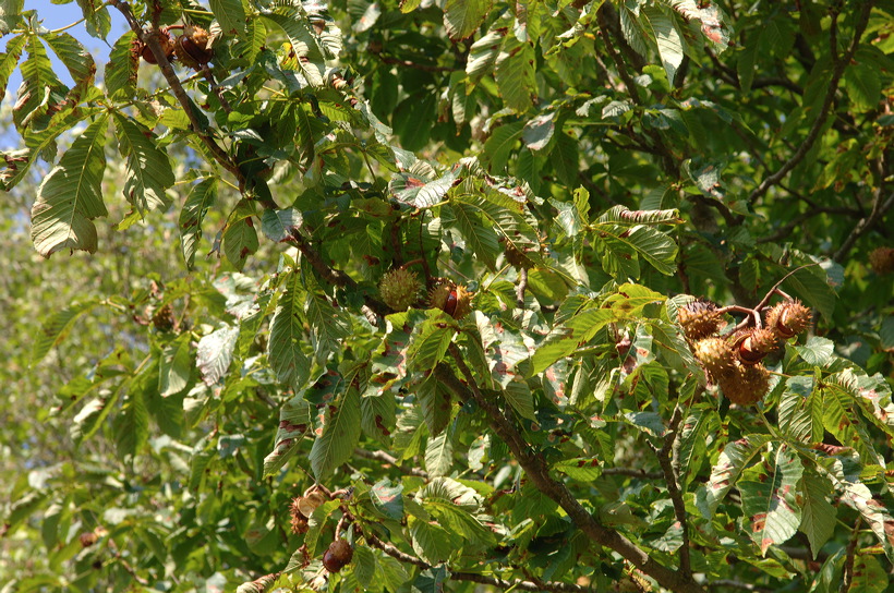 Mönchbruch Naturschutzgebiet