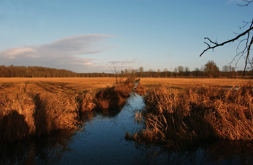 Mönchbruch Naturschutzgebiet