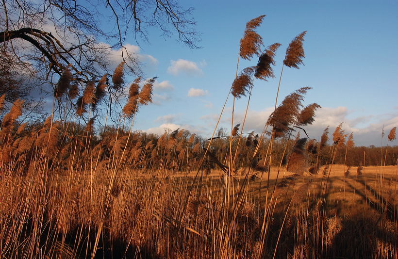 Mönchbruch Naturschutzgebiet