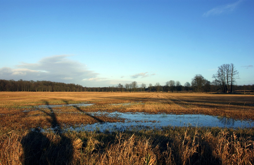 Mönchbruch Naturschutzgebiet