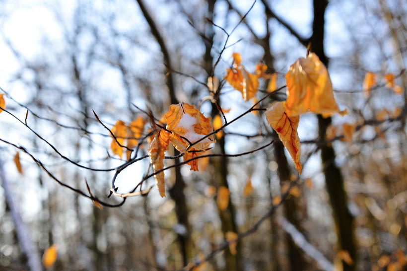 Mönchbruch Naturschutzgebiet