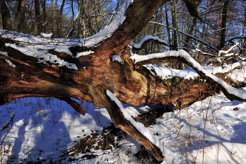 Mönchbruch Naturschutzgebiet