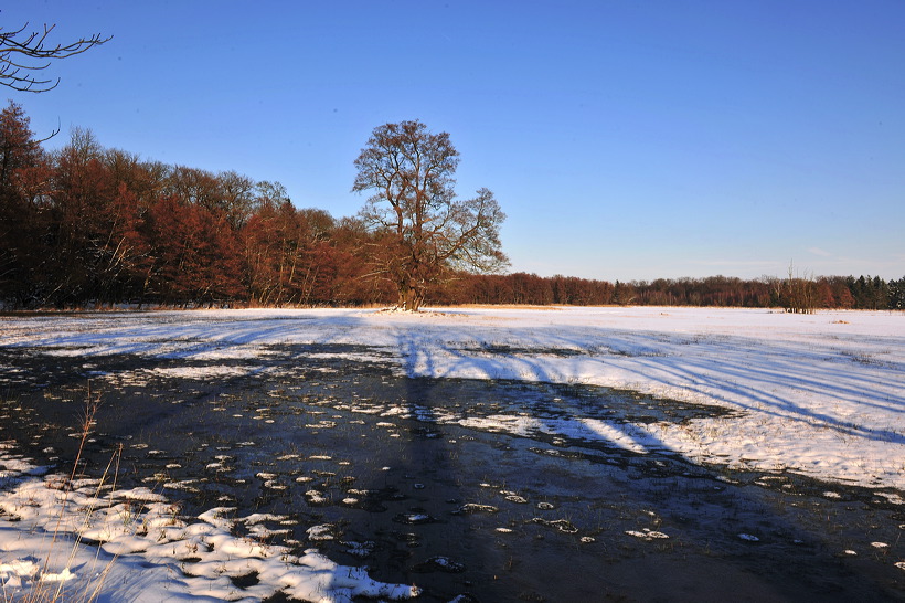 Mönchbruch Naturschutzgebiet